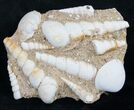 Large Fossil Turritella (Gastropod) From France #8810-1